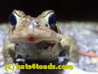 /home//u458753944/public_html/sourcegallery///////////////////////////Roxborough Toad Detour/2021/2021-04-11/P4110215.JPG